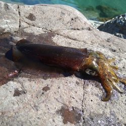 秋イカとしては自己記録